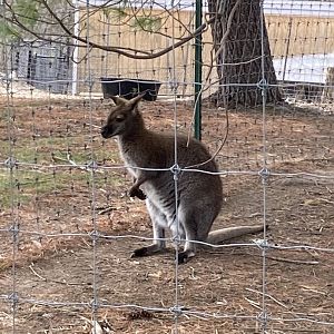 Red Necked Wallaby (new this year)