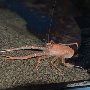 Deep sea squat lobster (Agononida incerta)