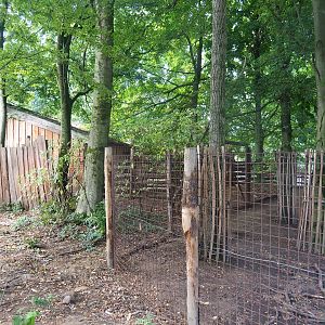 Eurasian forest reindeer holding area, 2022-08-20