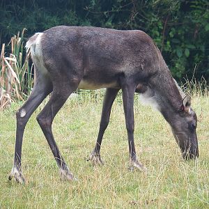 Eurasian forest reindeer (Rangifer tarandus fennicus), 2022-08-20
