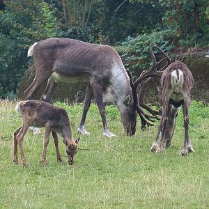 Eurasian forest reindeer (Rangifer tarandus fennicus), 2022-08-20