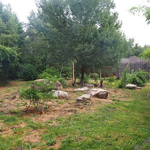 Smaller Eurasian lynx exhibit, 2022-08-20