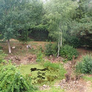 Smaller Eurasian lynx exhibit, 2022-08-20