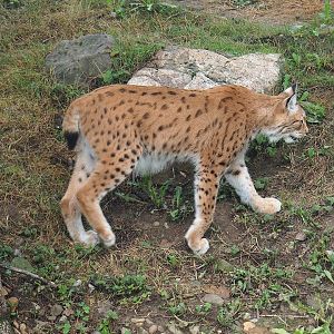 Eurasian lynx (Lynx lynx lynx), 2022-08-20