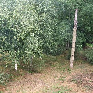 Part of the larger Eurasian lynx exhibit, 2022-08-20