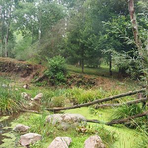 Larger Eurasian lynx exhibit, 2022-08-20