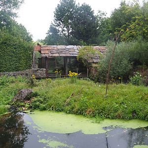 Eurasian beaver exhibit, 2022-08-20