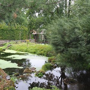 Eurasian beaver exhibit, 2022-08-20