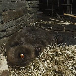 Eurasian beaver (Castor fiber), 2022-08-20