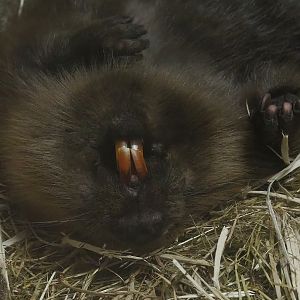 Eurasian beaver (Castor fiber), 2022-08-20