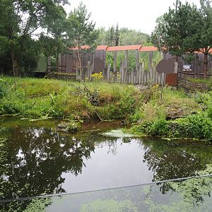 Eurasian beaver exhibit, 2022-08-20