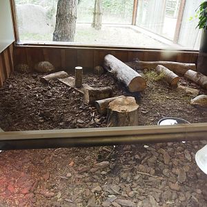 Hermann's tortoise indoor exhibit, 2022-08-20
