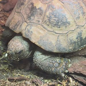 Hermann's tortoise (Testudo hermanni), 2022-08-20
