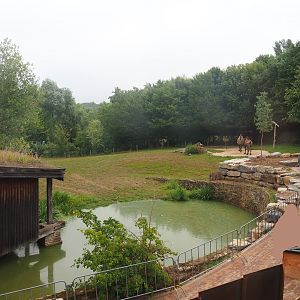 Bactrian camel paddock, 2022-08-20