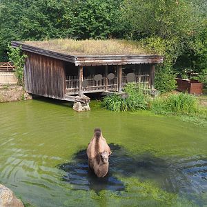 Bactrian camel paddock pool and viewing shelter, 2022-08-20
