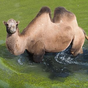 Bactrian camel (Camelus bactrianus) in pool, 2022-08-20