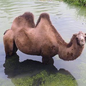 Bactrian camel (Camelus bactrianus) in pool, 2022-08-20