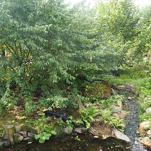 European mink exhibit, 2022-08-20