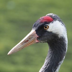 Eurasian crane (Grus grus grus), 2022-08-20