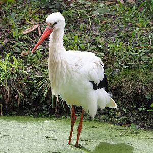 European white stork (Ciconia ciconia), 2022-08-20