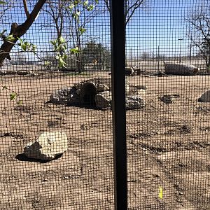 Construction on former Guanaco exhibit. Future Giant Anteater