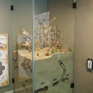 European hamster diorama, 2022-08-20