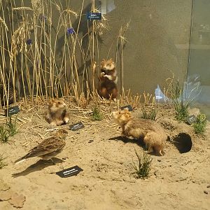 European hamster, Eurasian skylark and Grey partridge specimens, 2022-08-20
