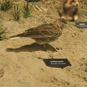 Eurasian skylark specimen, 2022-08-20