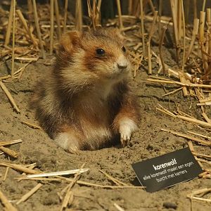 European hamster specimen, 2022-08-20
