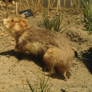 European hamster specimen, 2022-08-20