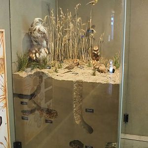 European hamster diorama, 2022-08-20