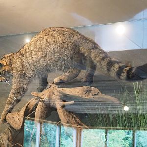 European wildcat specimen, 2022-08-20