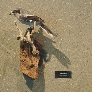 Great grey shrike specimen, 2022-08-20