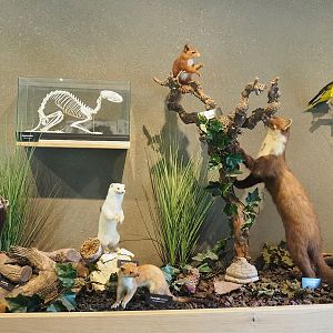 Mustelid, European red squirrel and Eurasian golden oriole specimens, 2022-08-20