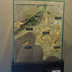 European stag beetle life cycle diorama, 2022-08-20