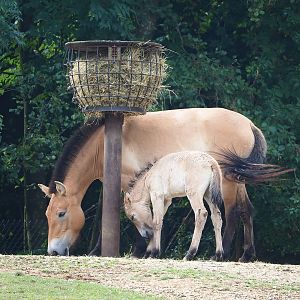 Przewalski's horse (Equus ferus przewalskii) with foal, 2022-08-20