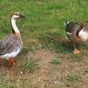 Swan geese (Anser cygnoid), 2022-08-20