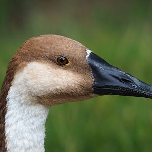 Swan goose (Anser cygnoid), 2022-08-20