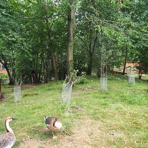 Swan goose, Reeves's muntjac and Nepalese red panda exhibit, 2022-08-20