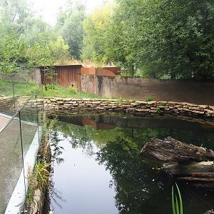 Eurasian otter exhibit, 2022-08-20