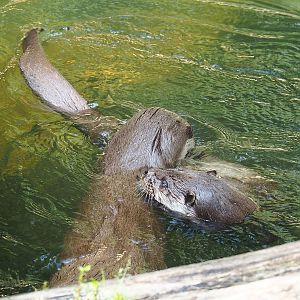 Eurasian otters (Lutra lutra lutra), 2022-08-20