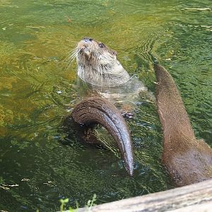 Eurasian otters (Lutra lutra lutra), 2022-08-20