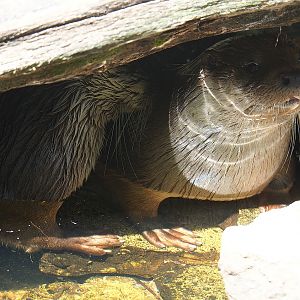 Eurasian otters (Lutra lutra lutra), 2022-08-20