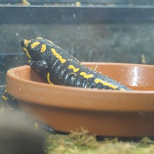 Fire salamander (Salamandra salamandra), 2022-08-20