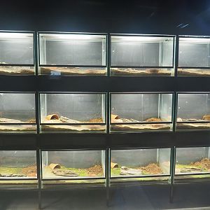 Fire salamander breeding terrariums, 2022-08-20
