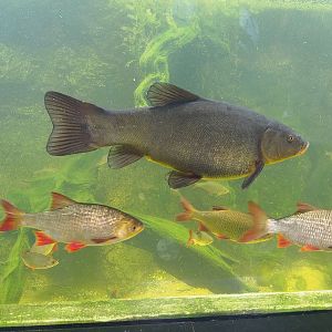 Tench (Tinca tinca) and Rudd (Scardinius erythrophthalmus), 2022-08-20