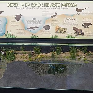 Animals around water bodies in Limburg diorama, 2022-08-20