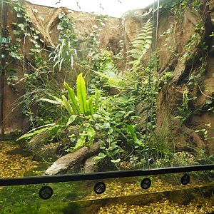 European tree frog and Roman snail terrarium, 2022-08-20