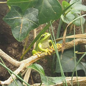 European tree frog (Hyla arborea), 2022-08-20