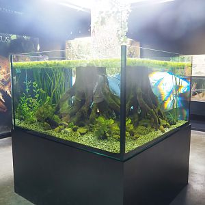 Three-spined stickleback and European noble crayfish tank, 2022-08-20